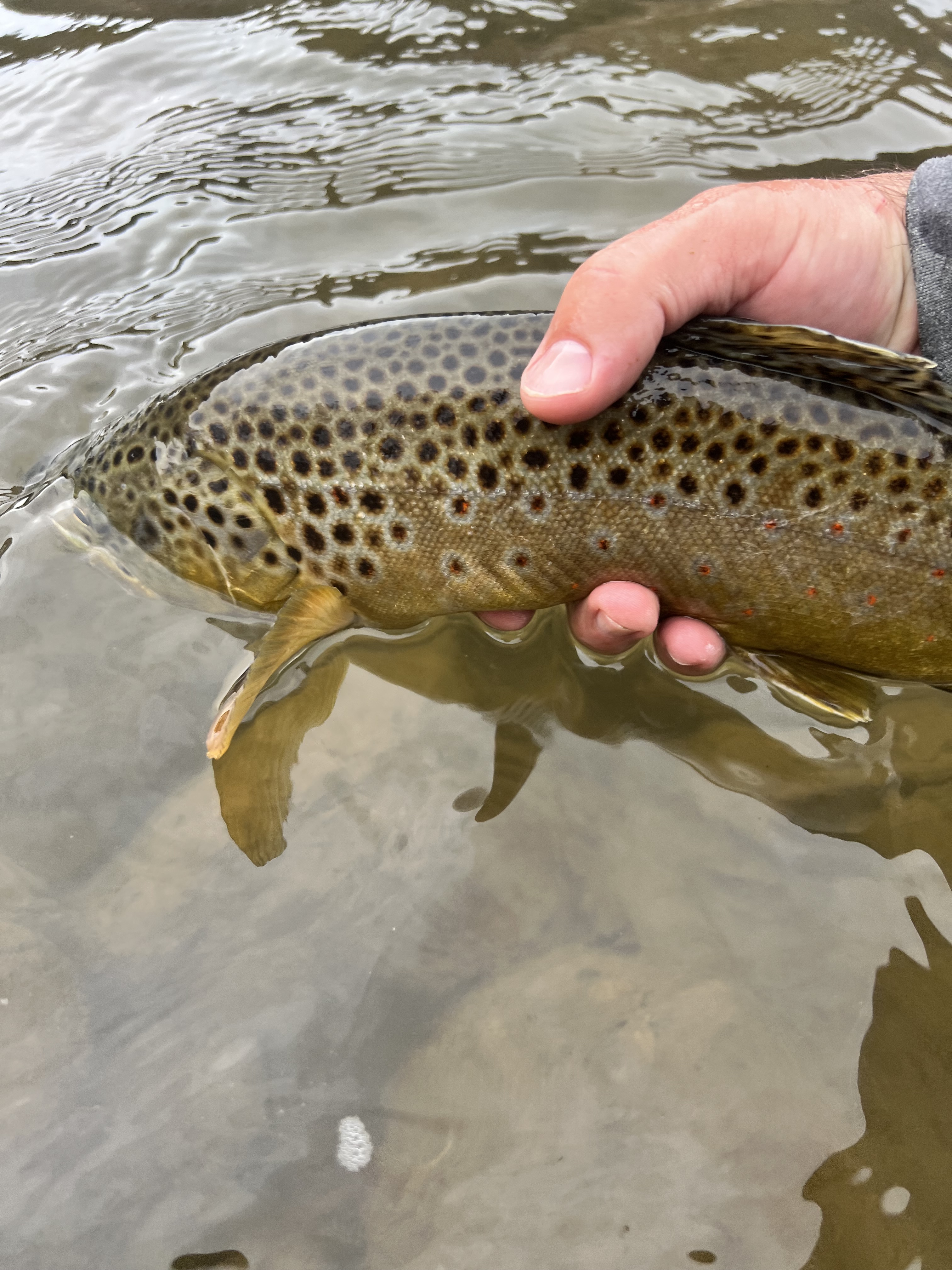 Roaring Fork Brown
