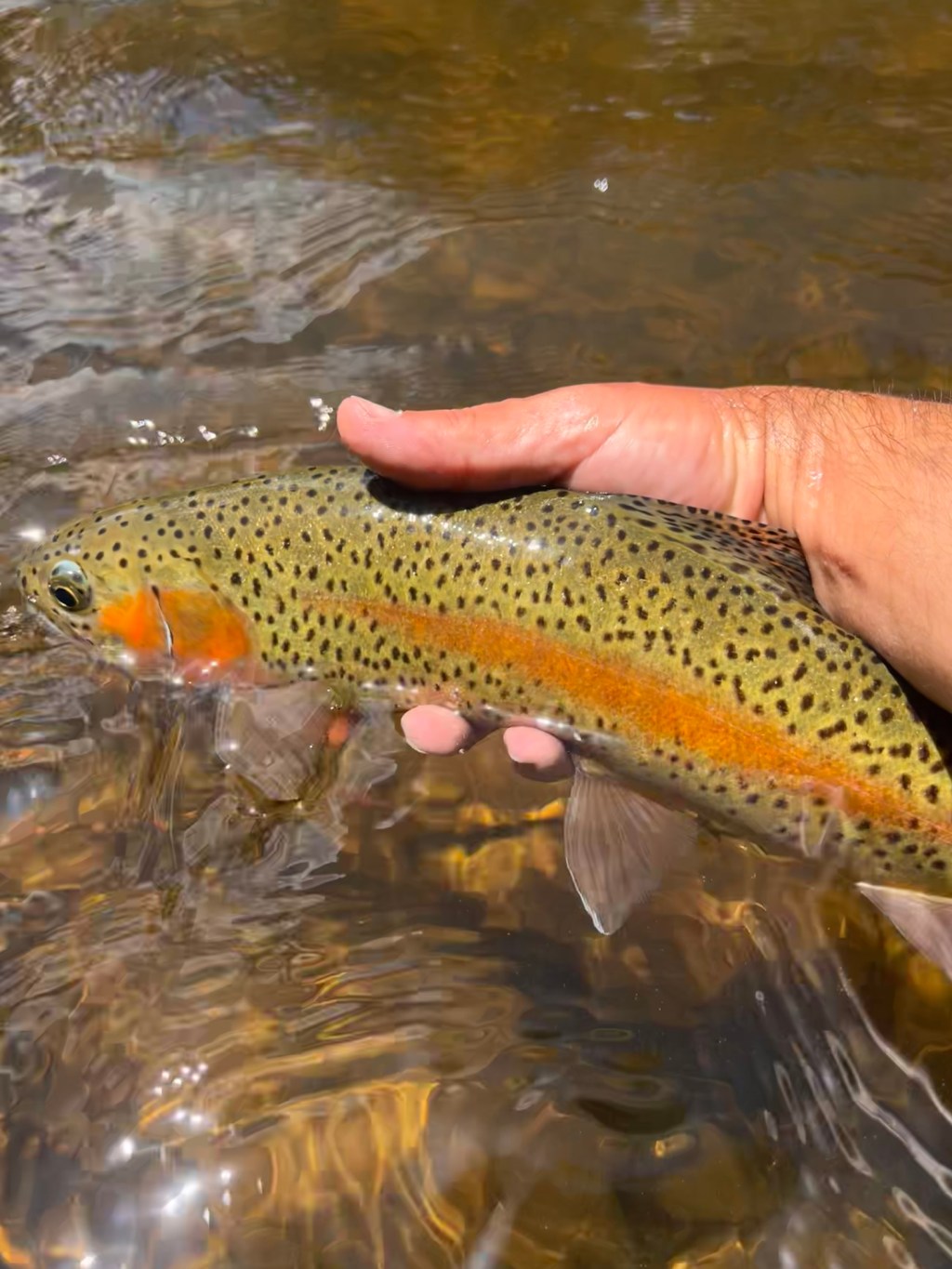 Hunting Wild Rainbows