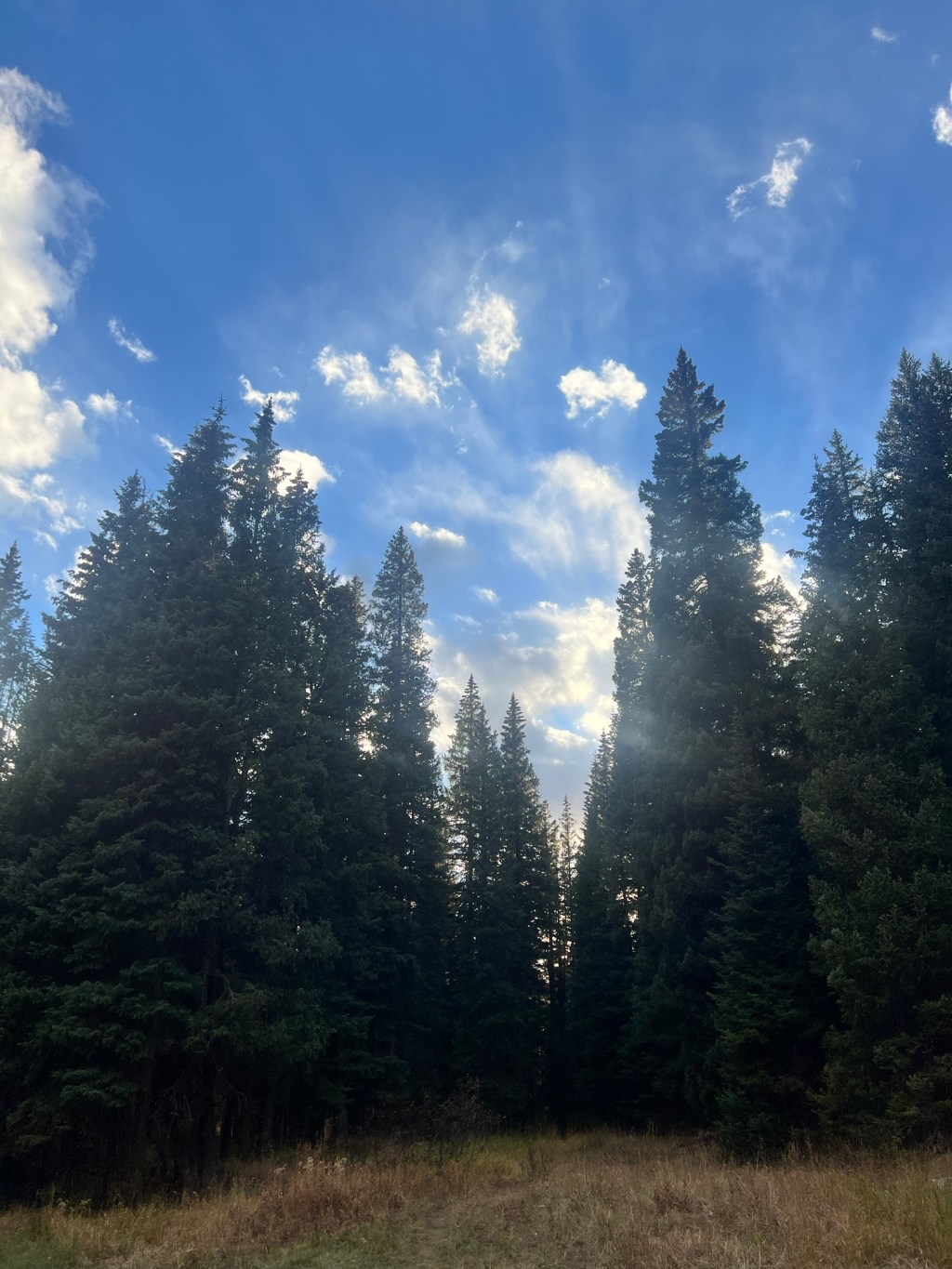 The Shadows of&nbsp;Fall